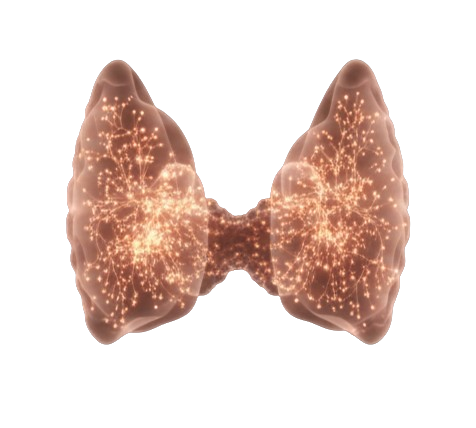Tiroides